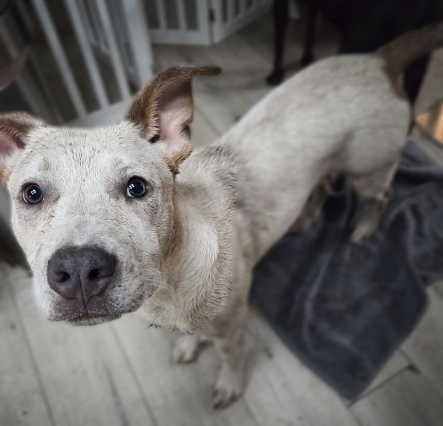 Aiden, a pitbull mix, with dirt all over standing in a kitchen with a towel
