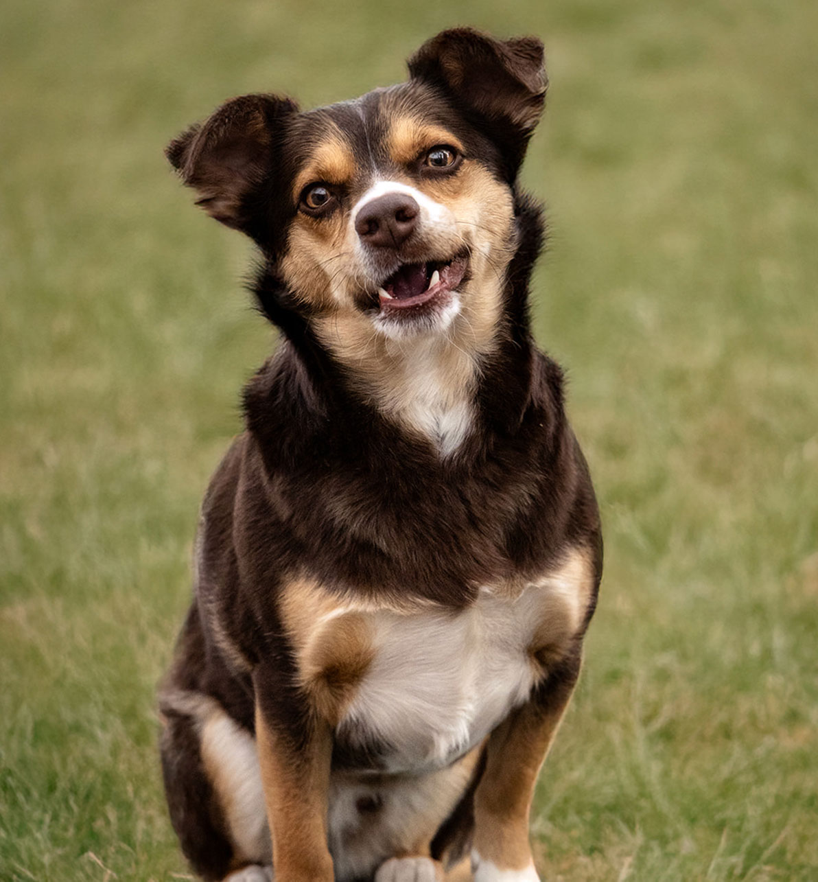 Buddy, a chihuahua mix, sitting on a blue tire in grass.