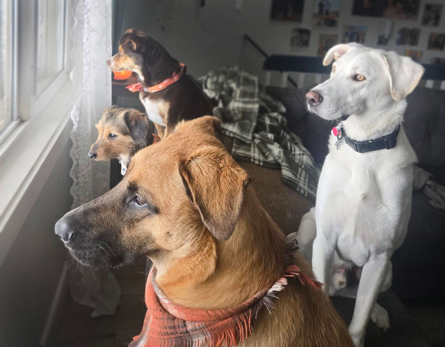 Four dogs looking out front window of home at Charlees Pawadise.