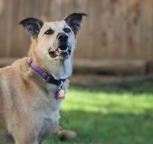 Eva, a mix breed dog, standing in backyard