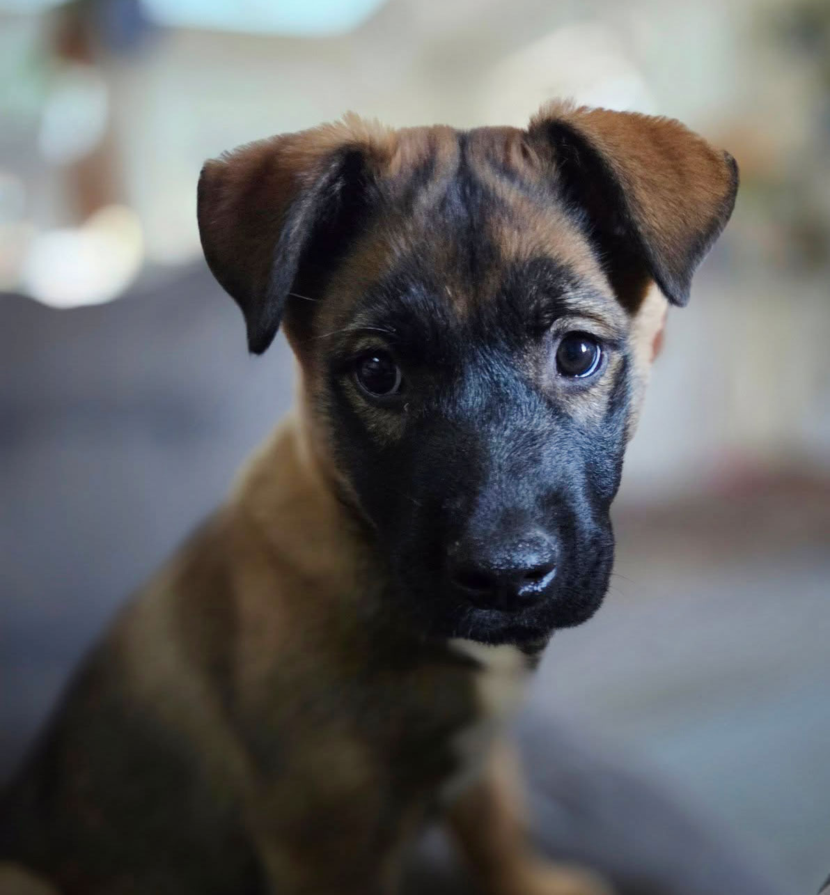 Finn, a malinois puppy, sitting on a couch