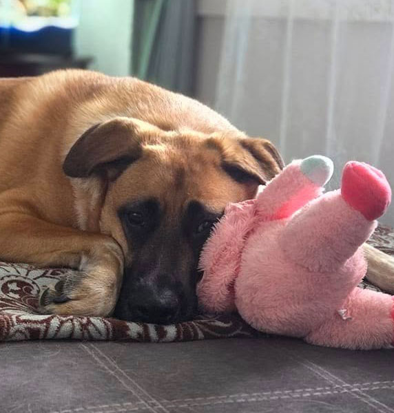 JJ, a shepherd mix, snuggling a stuffed animal