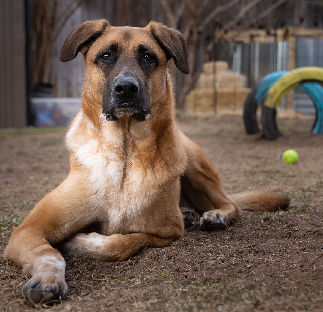 JJ, a shepherd mix, sitting in backyard, with tires and a ball in background.