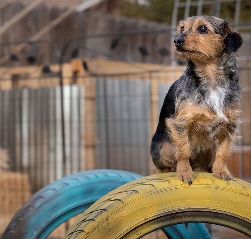 Jasper, a dorky mix, sitting on tires looking into distance.
