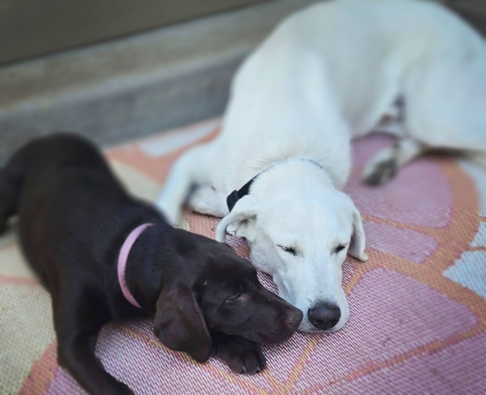 Millie and Bello, laying outside with noses touching.