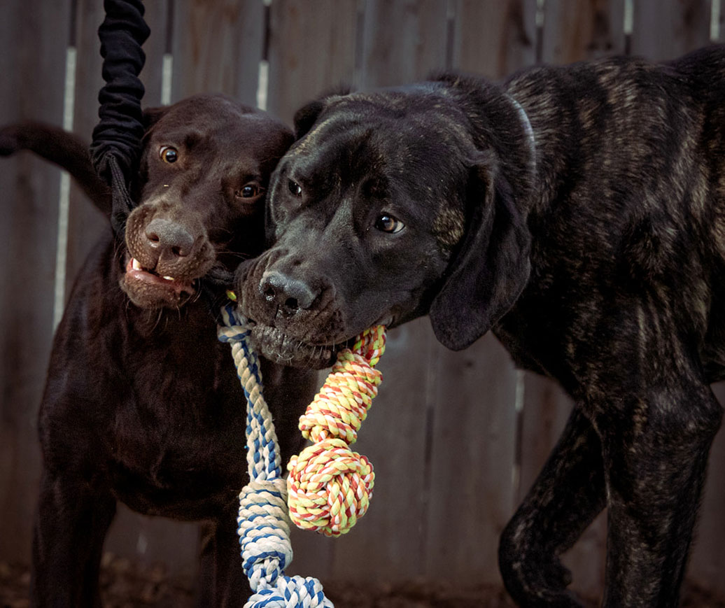 Millie, a chocolate lab, and Willow, a mastiff, playing with yarn ball