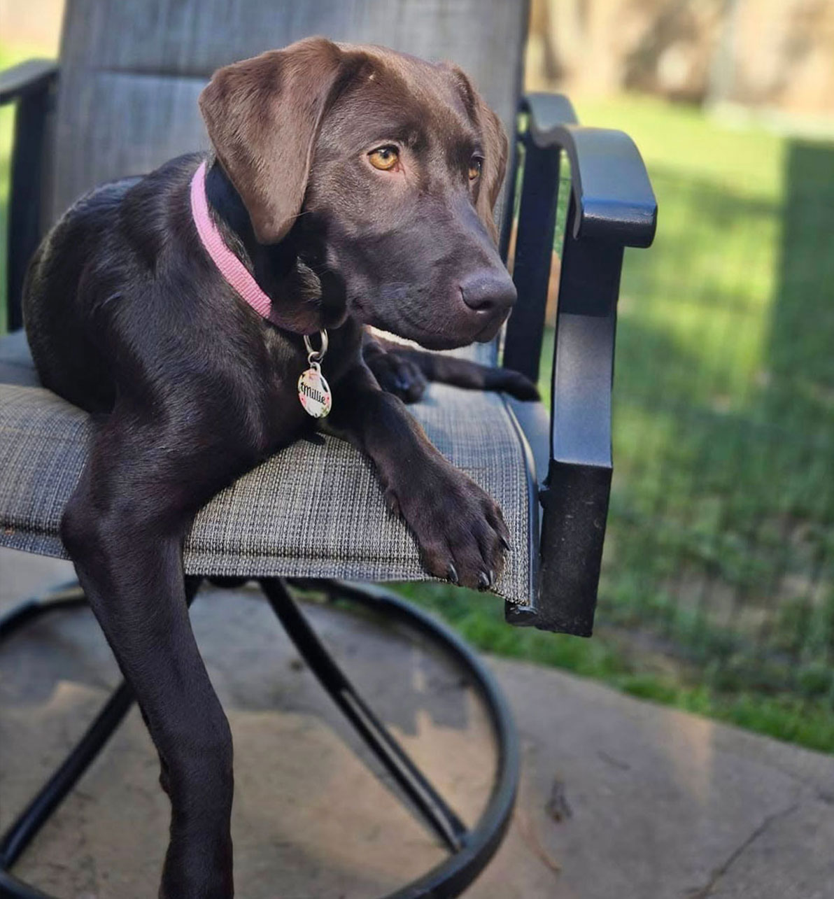 Millie, a chocolate lab, sitting on an outdoor chair with paw hanging off